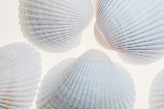Shells with light