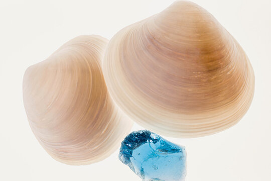 Shells and blue glass with light
