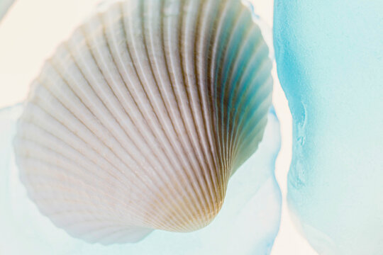 Shells and blue glass with light