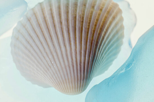 Shells and blue glass with light