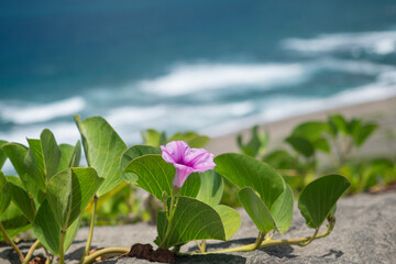 Fiji, Viti Levu. Morning Glory vine on the beach.