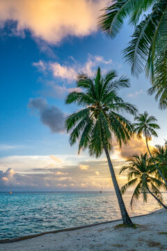 French Polynesia, Rangiroa Atoll. Palm tree and sailboat at sunset. 