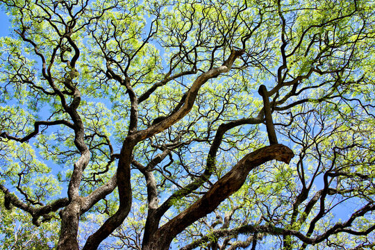 Argentina, Buenos Aires. Tree branches against a blue sky
