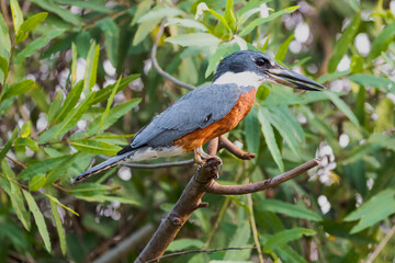 Brazil, The Pantanal. Portrait of a ringed kingfisher on a branch.