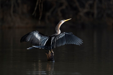 Brazil, The Pantanal. An anhinga perches of a snag while drying its wings