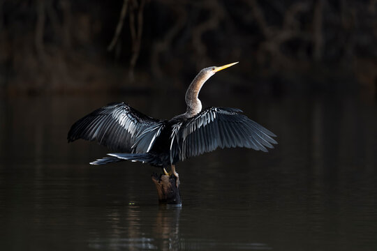 Brazil, The Pantanal. An anhinga perches of a snag while drying its wings