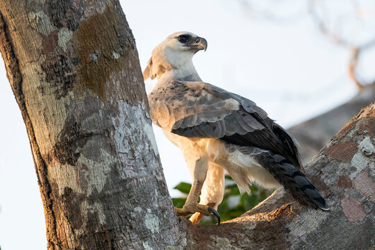South America, Brazil, Amazon, Near Manaus. Although this juvenile has fledged, it returns to its nesting tree and walks along the trunk to its old nest.