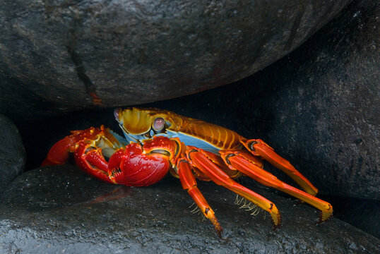 South America, Ecuador, Galapagos Islands. Sally lightfoot crab under rock. 