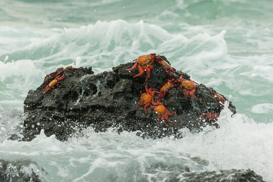 Ecuador, Galapagos National Park. Sally light foot crabs on beach rock. 