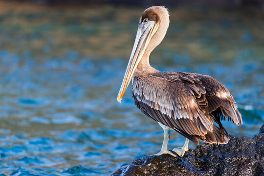Ecuador, Galapagos Islands, Santa Cruz, Isla Eden, brown pelican (Pelecanus occidentalis urinator) portrait.
