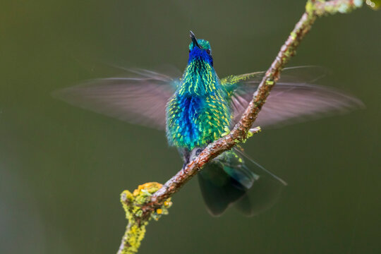 Sparkling violetear hummingbird alighting in Ecuador