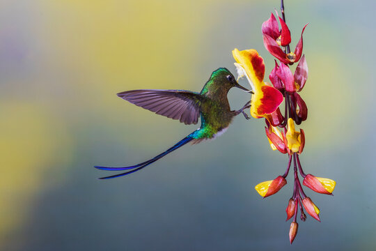 Violet-tailed sylph, foraging on beautiful hanging blooms, cloud forest of Ecuador