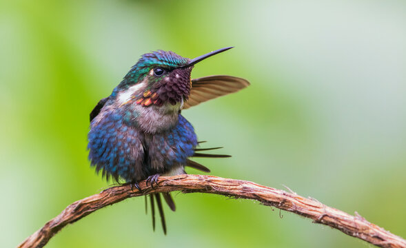 Gorgeted woodstar (male) preparing for take-off, cloud forest, Ecuador