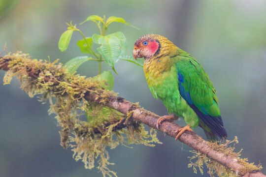 Rose-faced parrot, misty morning in the Choco Forest of Ecuador