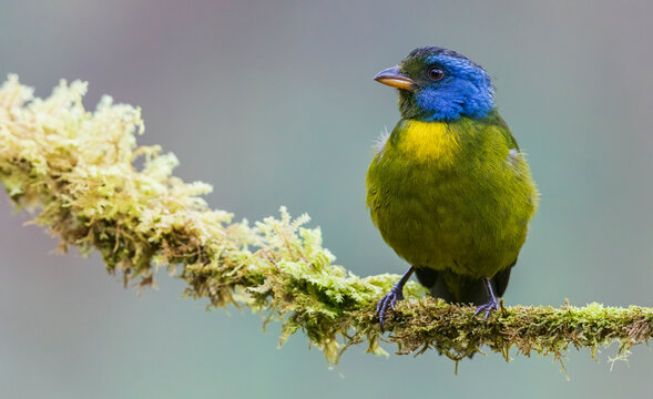 Moss-backed tanager, Choco Forest, Ecuador