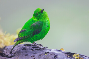 Glistening-green tanager at home in the endangered Choco Forest of Ecuador during a foggy and drizzly morning
