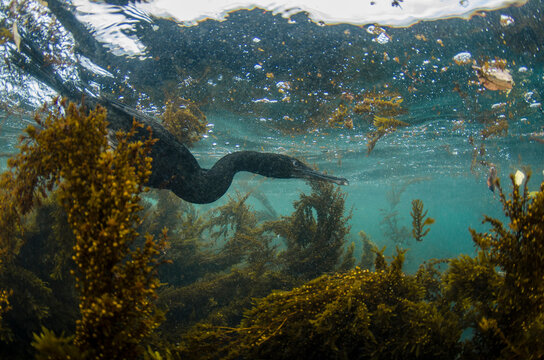 Flightless Cormorant (Phalacrocorax harrisii) underwater Galapagos Islands, Ecuador. These are the largest of the world's 29 cormorant species and the only one that has lost the power of flight.