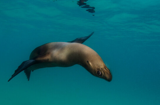 Galapagos Sea lion (Zalophus wollebaeki) underwater, Galapagos, Ecuador.