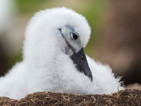 Chick on tower-shaped nest. Black-browed albatross or black-browed mollymawk, Falkland Islands.