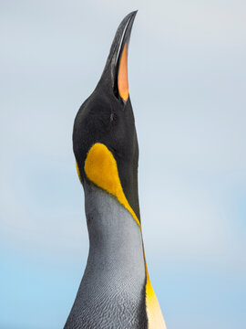 King Penguin on Falkland Islands.