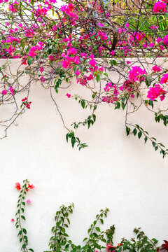 Mexico, Baja California Sur. Loreto Bay, climbing bougainvillea on white wall.