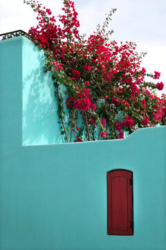 Mexico, Baja California Sur. Loreto Bay, colorful home and climbing azalea