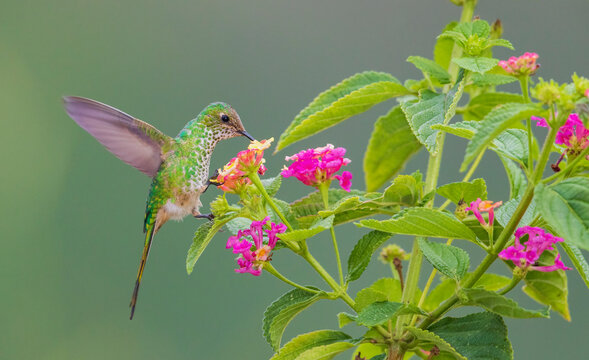 Violet-fronted brilliant (female) foraging on nectar in mountain forest of Peru