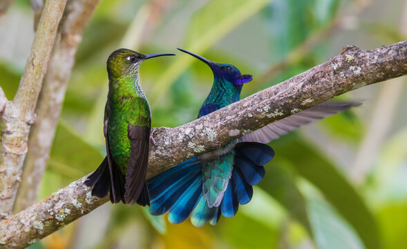 Violet-fronted brilliant (female) and a sparkling violetear confront one another in the mountain forest of Peru
