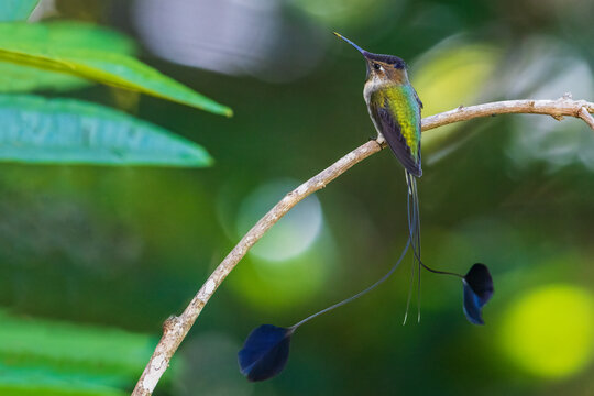 Marvelous spatulation hummingbird pauses for a moment in the mountain forest of Northern Peru