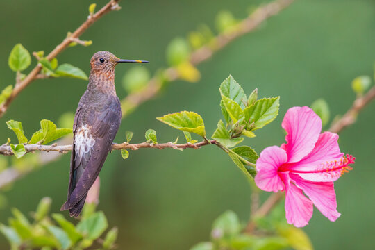 Giant hummingbird, taking a short rest with pollen covered bill, Machu Pichu, Peru