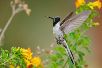 Bearded mountaineer hummingbird in flight while foraging near Machu Pichu, Peru