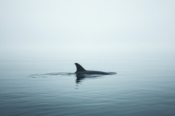 Fototapeta premium Whale Fin Breaking a Still Ocean Surface