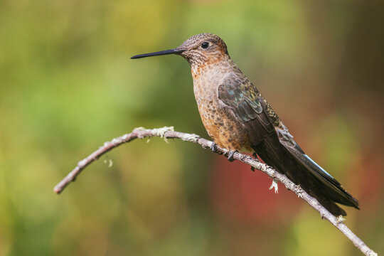 Giant hummingbird, taking a short rest, near Machu Pichu, Peru