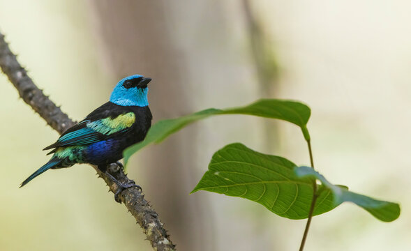 Blue-necked tanager pause for a moment in the forest near Machu Pichu in Peru