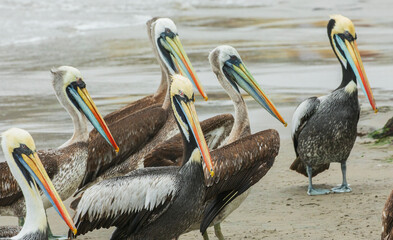 Peruvian pelicans loiter on the beach near Lima, Peru