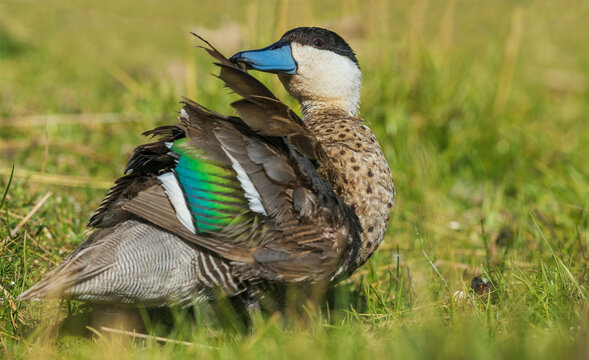 Blue-billed teal preening near wetlands edge in Peru