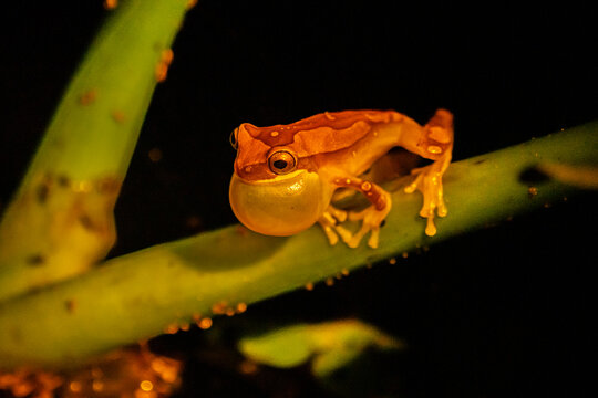 Costa Rica, Parque Nacional Carara. Harlequin tree frog singing on stem.