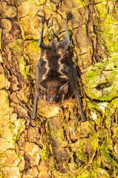 Costa Rica, Parque Nacional Carara. Greater sac-winged bat on tree.