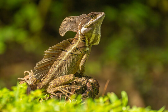 Costa Rica, Parque Nacional Carara. Male common basilisk lizard close-up.