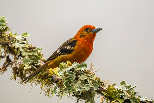 Costa Rica, Cordillera de Talamanca. Male flame-colored tanager bird close-up.