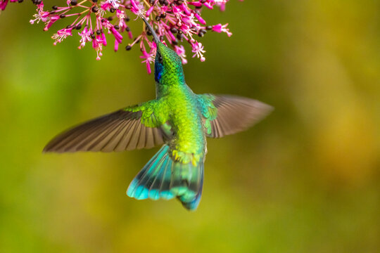 Costa Rica, Cordillera de Talamanca. Green violetear hummingbird feeding on fuchsia.