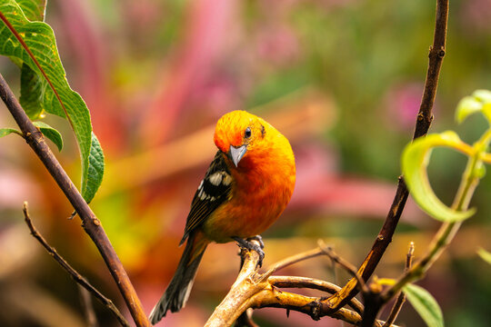 Costa Rica, Cordillera de Talamanca. Male flame-colored tanager bird close-up.