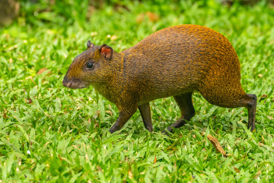 Costa Rica, Tuis Valley. Agouti animal close-up.