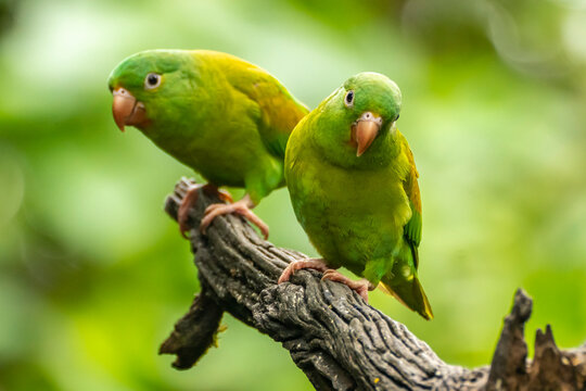 Costa Rica. Orange-chinned parakeets close-up.