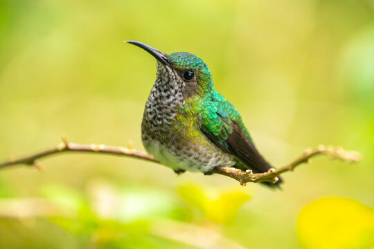 Costa Rica, Tuis Valley. Female white-necked Jacobin hummingbird close-up.