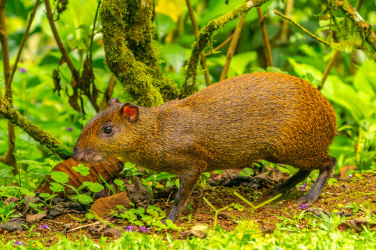 Costa Rica, Tuis Valley. Agouti animal close-up.