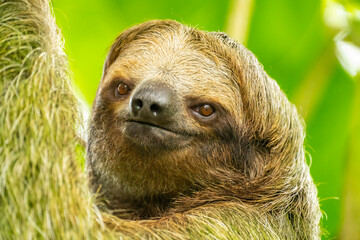 Costa Rica. Close-up of three-toed sloth.