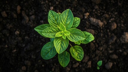 A top view of an oregano plant, with its leaves highlighted by sunlight, creating a vibrant green contrast against the garden soil.