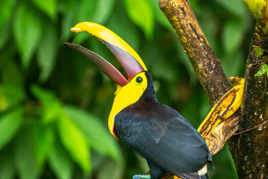 Costa Rica, Parque Nacional Carara. Chestnut-mandibled toucan close-up.