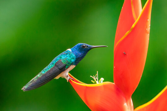 Costa Rica. Male white-necked Jacobin hummingbird feeding at heliconia plant.